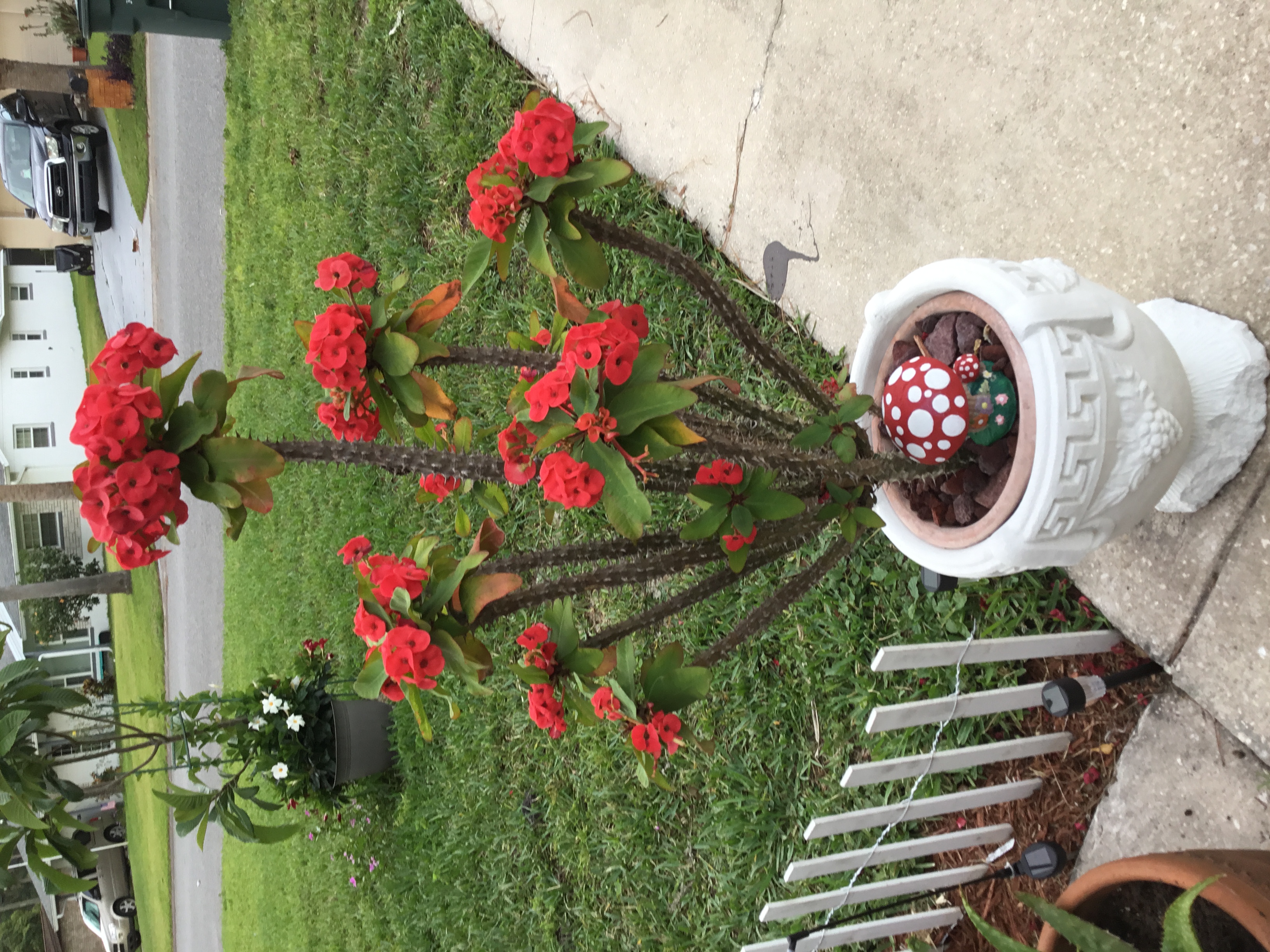 Crown of Thorns (3).jpg